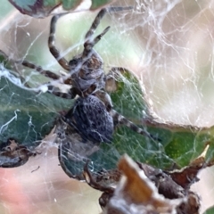 Badumna sp. (genus) (Lattice-web spider) at Ainslie, ACT - 24 Feb 2023 by Hejor1