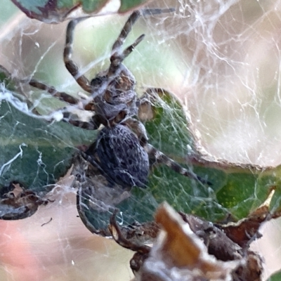 Badumna sp. (genus) (Lattice-web spider) at Mount Ainslie - 24 Feb 2023 by Hejor1