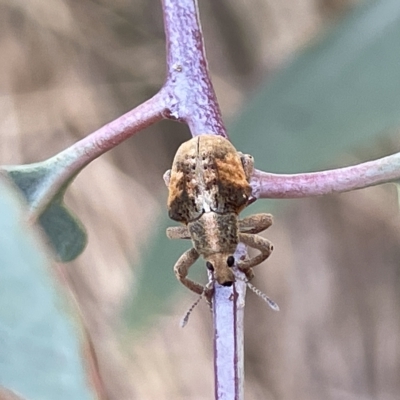 Gonipterus sp. (genus) (Eucalyptus Weevil) at Ainslie, ACT - 24 Feb 2023 by Hejor1