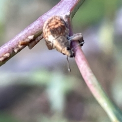 Gonipterus sp. (genus) at Ainslie, ACT - 24 Feb 2023