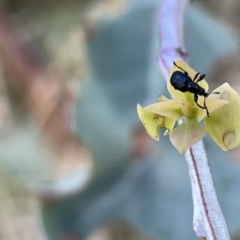 Euops sp. (genus) (A leaf-rolling weevil) at Mount Ainslie - 24 Feb 2023 by Hejor1