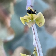 Euops sp. (genus) at Ainslie, ACT - 24 Feb 2023