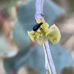 Euops sp. (genus) at Ainslie, ACT - 24 Feb 2023