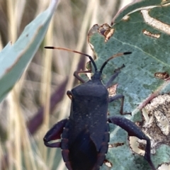 Amorbus sp. (genus) (Eucalyptus Tip bug) at Mount Ainslie - 24 Feb 2023 by Hejor1