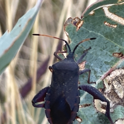 Amorbus (genus) (Eucalyptus Tip bug) at Ainslie, ACT - 24 Feb 2023 by Hejor1