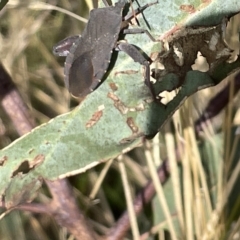 Amorbus sp. (genus) at Ainslie, ACT - 24 Feb 2023 05:13 PM