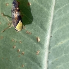 Brunotartessus fulvus (Yellow-headed Leafhopper) at Ainslie, ACT - 24 Feb 2023 by Hejor1