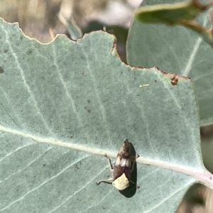 Brunotartessus fulvus at Ainslie, ACT - 24 Feb 2023