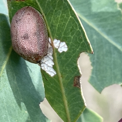 Paropsis atomaria (Eucalyptus leaf beetle) at Mount Ainslie - 24 Feb 2023 by Hejor1