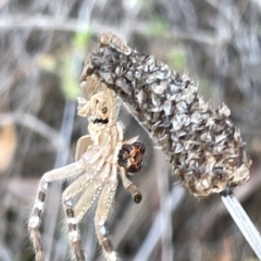 Neosparassus sp. (genus) (Badge huntsman) at Ainslie, ACT - 24 Feb 2023 by Hejor1