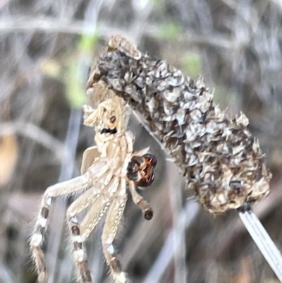 Neosparassus sp. (genus) (Unidentified Badge huntsman) at Ainslie, ACT - 24 Feb 2023 by Hejor1