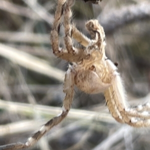 Neosparassus sp. (genus) at Ainslie, ACT - 24 Feb 2023