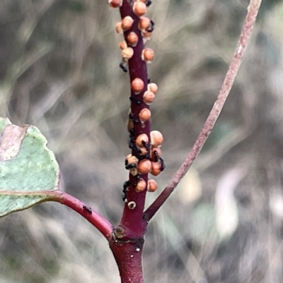 Eriococcus coriaceus (Gumtree Scale) at Mount Ainslie - 24 Feb 2023 by Hejor1