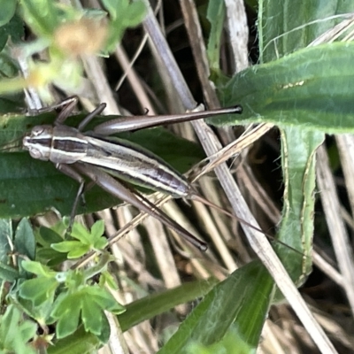 Conocephalus sp. (genus) (A Tussock Katydid) at Mount Ainslie - 24 Feb 2023 by Hejor1