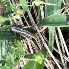 Conocephalus sp. (genus) at Ainslie, ACT - 24 Feb 2023