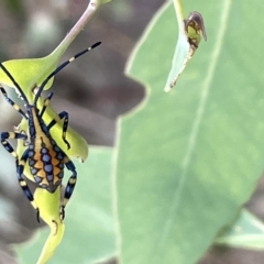 Amorbus alternatus (Eucalyptus Tip Bug) at Mount Ainslie - 24 Feb 2023 by Hejor1