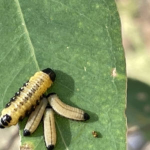 Paropsisterna cloelia at Ainslie, ACT - 24 Feb 2023 05:04 PM