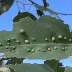 Ophelimus maskellii (Eucalyptus Gall Wasp) at Ainslie, ACT - 24 Feb 2023 by Hejor1