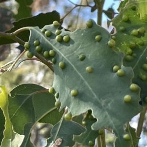 Ophelimus maskellii at Ainslie, ACT - 24 Feb 2023