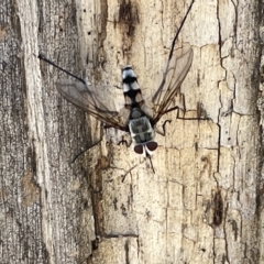 Prosena sp. (genus) (A bristle fly) at Mount Ainslie - 24 Feb 2023 by Hejor1