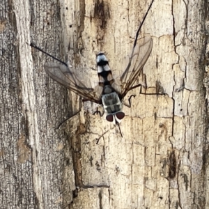 Prosena sp. (genus) at Ainslie, ACT - 24 Feb 2023