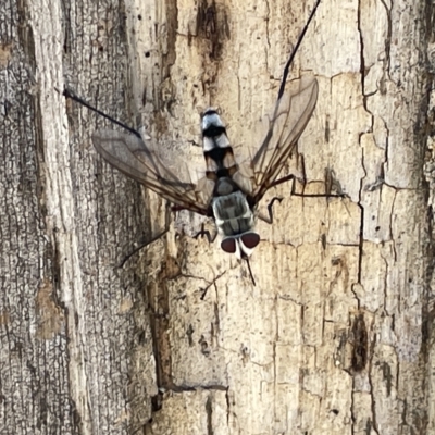 Prosena sp. (genus) (A bristle fly) at Ainslie, ACT - 24 Feb 2023 by Hejor1