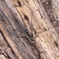 Prosena sp. (genus) at Ainslie, ACT - 24 Feb 2023 05:01 PM