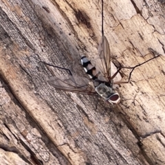 Prosena sp. (genus) at Ainslie, ACT - 24 Feb 2023 05:01 PM