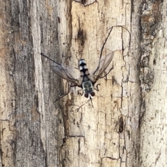 Prosena sp. (genus) at Ainslie, ACT - 24 Feb 2023