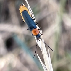 Chauliognathus tricolor (Tricolor soldier beetle) at Mount Ainslie - 24 Feb 2023 by Hejor1