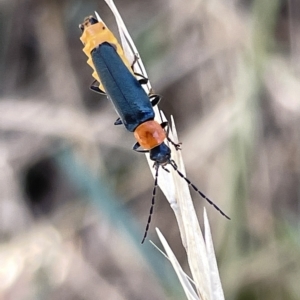 Chauliognathus tricolor at Ainslie, ACT - 24 Feb 2023