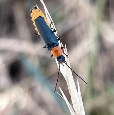 Chauliognathus tricolor (Tricolor soldier beetle) at Mount Ainslie - 24 Feb 2023 by Hejor1