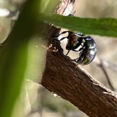 Callidemum hypochalceum (Hop-bush leaf beetle) at Mount Ainslie - 24 Feb 2023 by Hejor1