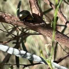 Callidemum hypochalceum at Ainslie, ACT - 24 Feb 2023 04:52 PM