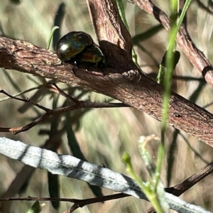 Callidemum hypochalceum at Ainslie, ACT - 24 Feb 2023 04:52 PM