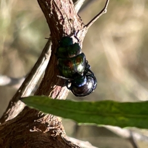 Callidemum hypochalceum at Ainslie, ACT - 24 Feb 2023 04:52 PM