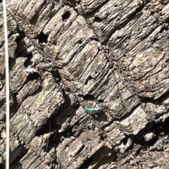 Chrysididae (family) at Ainslie, ACT - 24 Feb 2023