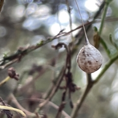 Tamopsis sp. (genus) at Mount Ainslie - 24 Feb 2023 by Hejor1