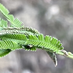 Ditropidus sp. (genus) at Ainslie, ACT - 24 Feb 2023