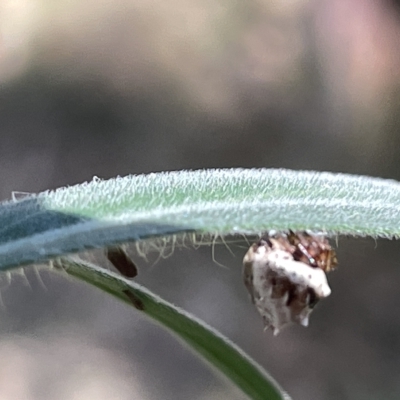 Phoroncidia sextuberculata (Six-knobbed Phoroncidia) at Mount Ainslie - 24 Feb 2023 by Hejor1