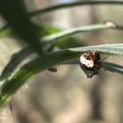 Phoroncidia sextuberculata at Ainslie, ACT - 24 Feb 2023