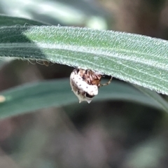 Phoroncidia sextuberculata at Ainslie, ACT - 24 Feb 2023