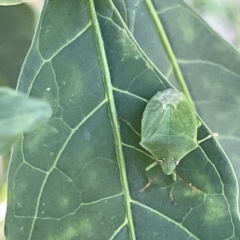 Nezara viridula (Green vegetable bug) at Mount Ainslie - 24 Feb 2023 by Hejor1