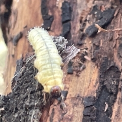 Perginae sp. (subfamily) (Unidentified pergine sawfly) at Mount Ainslie - 24 Feb 2023 by Hejor1