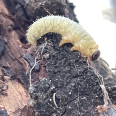 Perginae sp. (subfamily) at Ainslie, ACT - 24 Feb 2023 04:29 PM