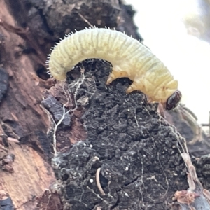 Perginae sp. (subfamily) at Ainslie, ACT - 24 Feb 2023