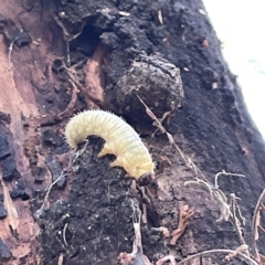 Perginae sp. (subfamily) at Ainslie, ACT - 24 Feb 2023 04:29 PM