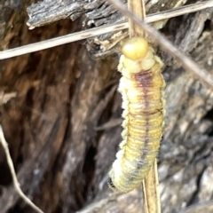 Perga affinis (TBC) at Ainslie, ACT - 24 Feb 2023 by Hejor1