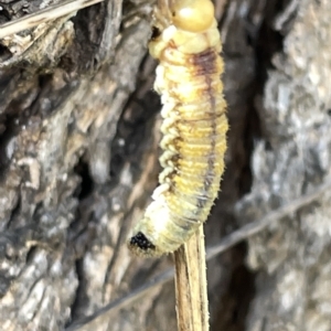 Perginae sp. (subfamily) at Ainslie, ACT - 24 Feb 2023 04:20 PM