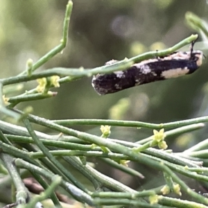 Monopis icterogastra at Ainslie, ACT - 24 Feb 2023 04:18 PM